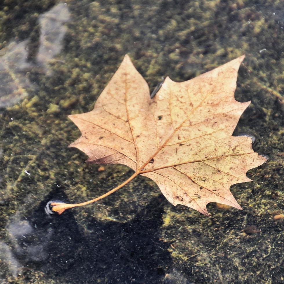 una hoja en el agua foto