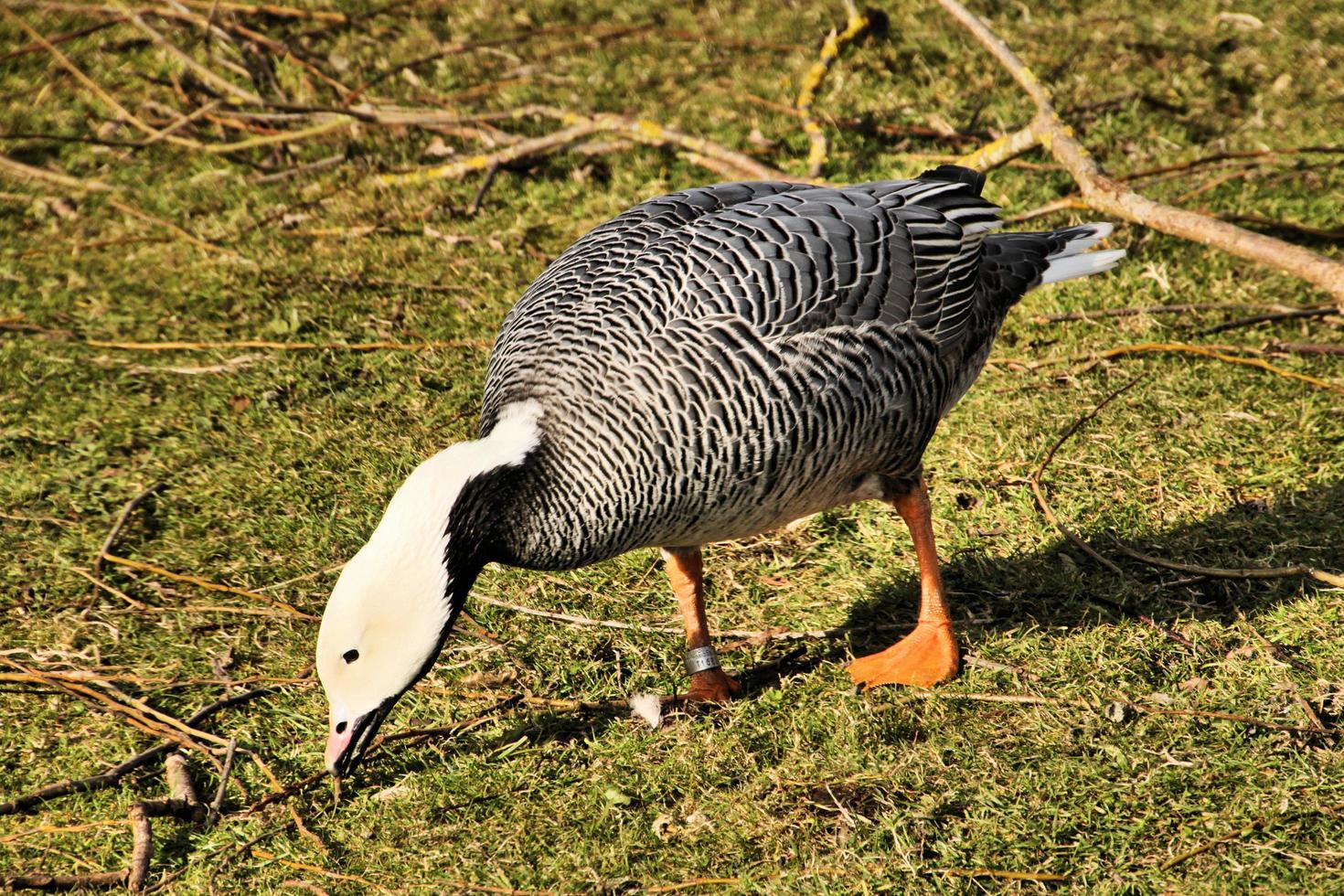 A view of an Emporer Goose photo