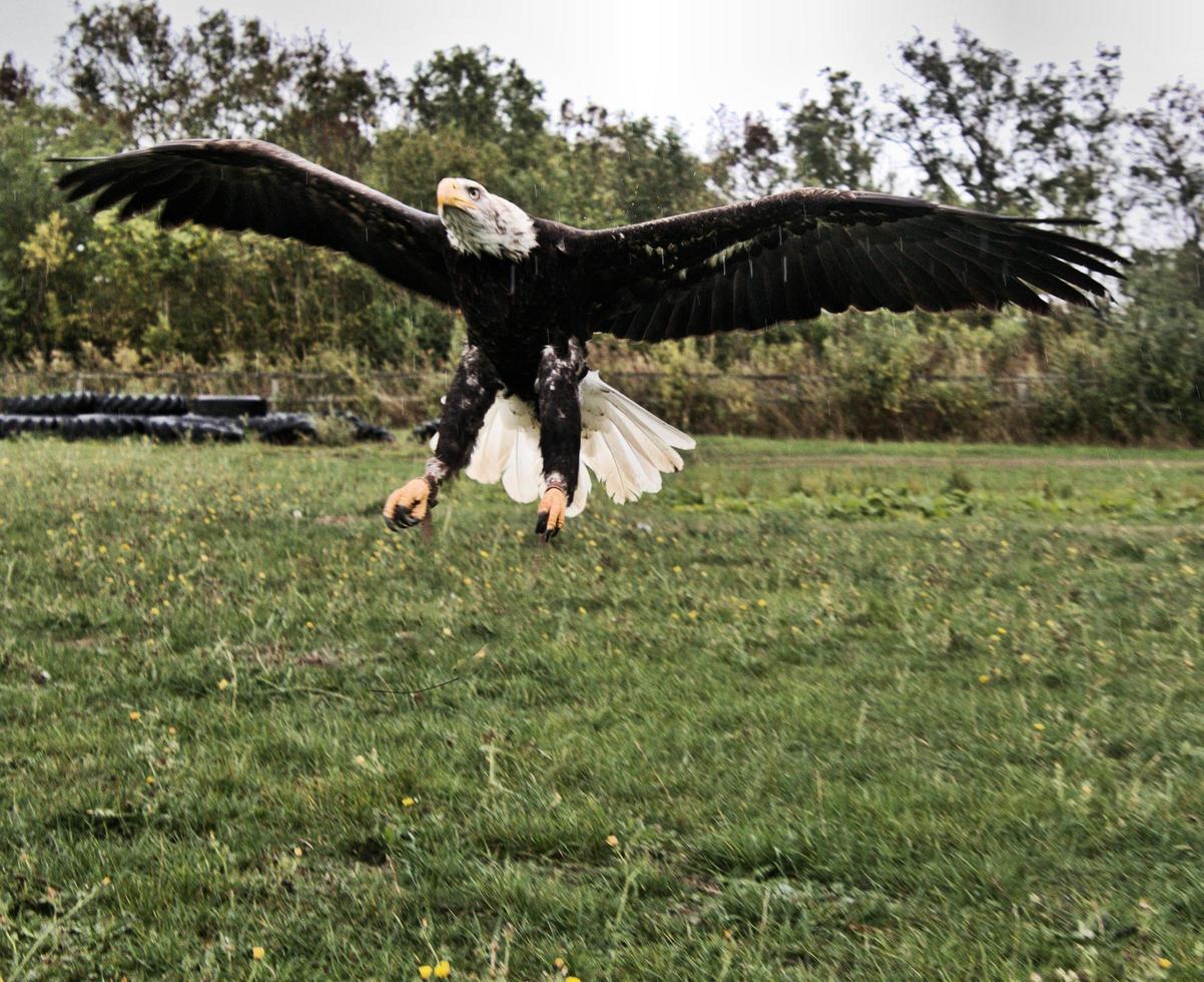 una vista de un águila calva foto