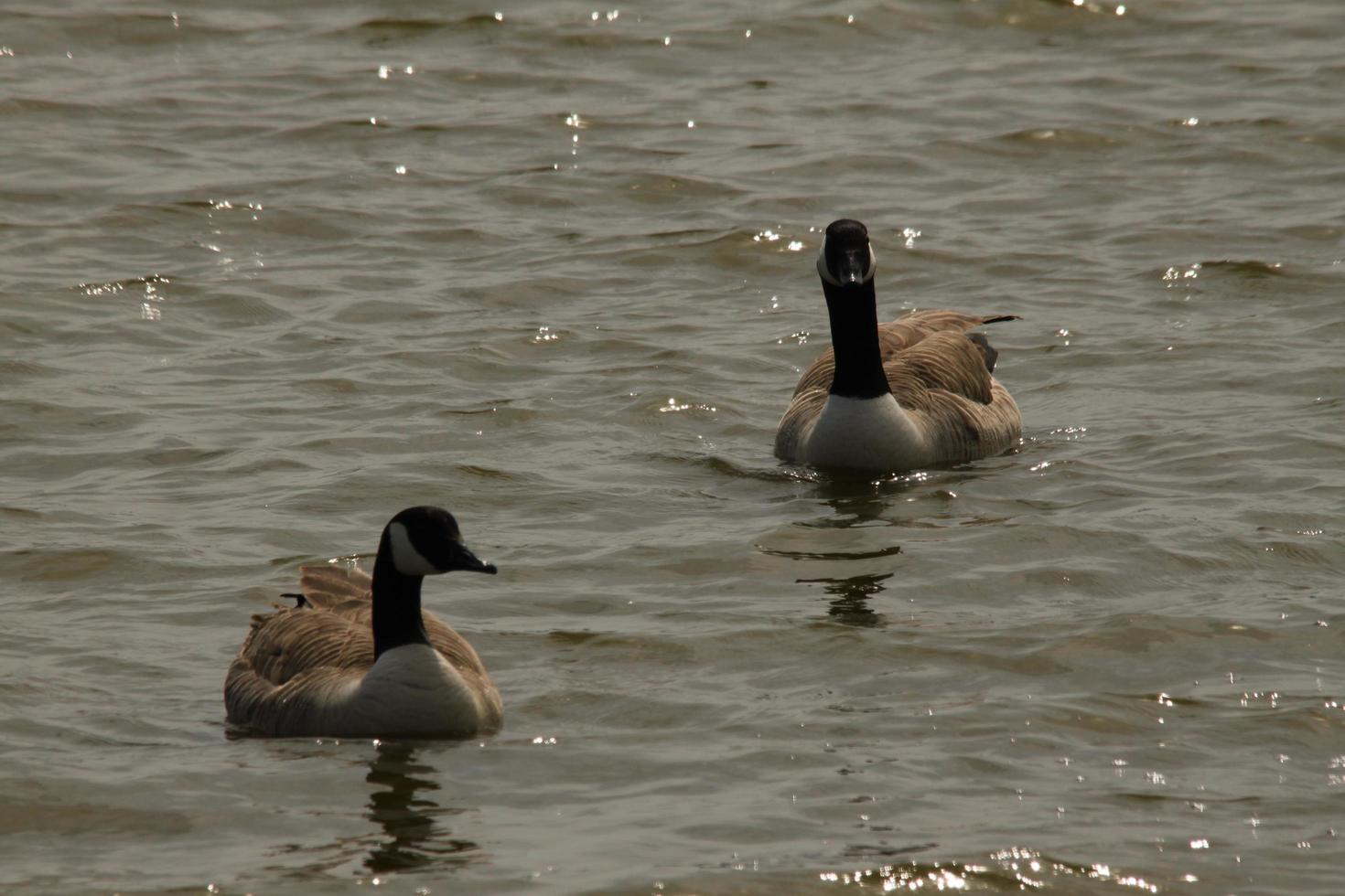 A view of a Canada Goose photo