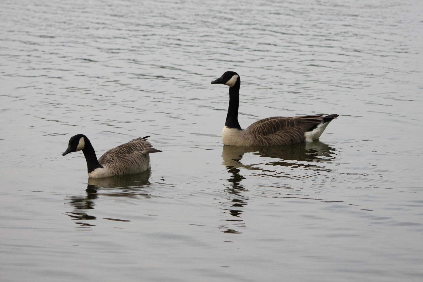 A view of a Canada Goose photo