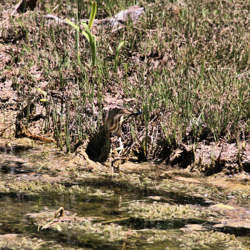 A close up of a Little Bittern photo