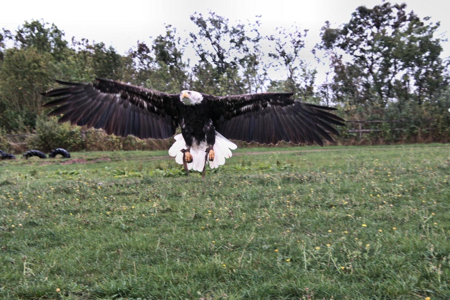 A view of a Bald Eagle photo