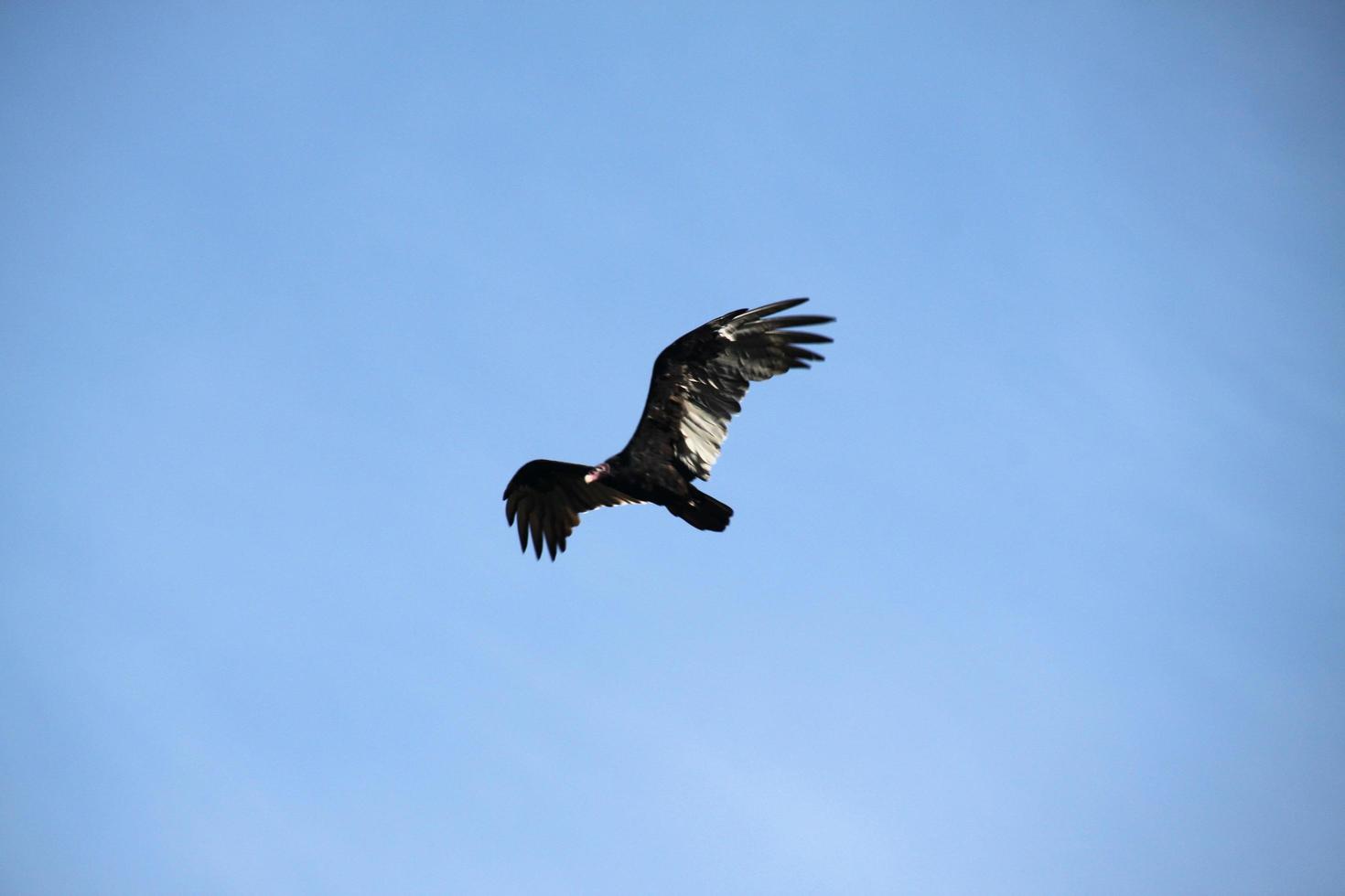 A view of a Turkey Vulture in the Sky photo
