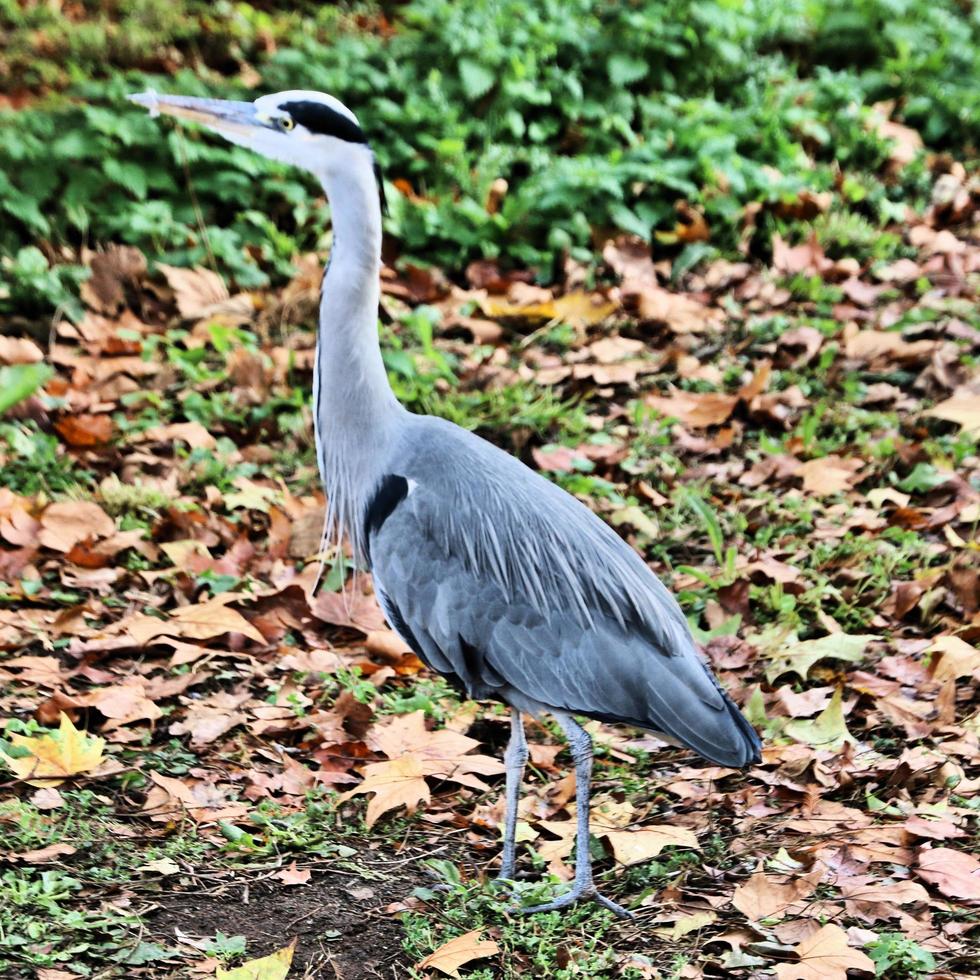 A close up of a Grey Heron photo