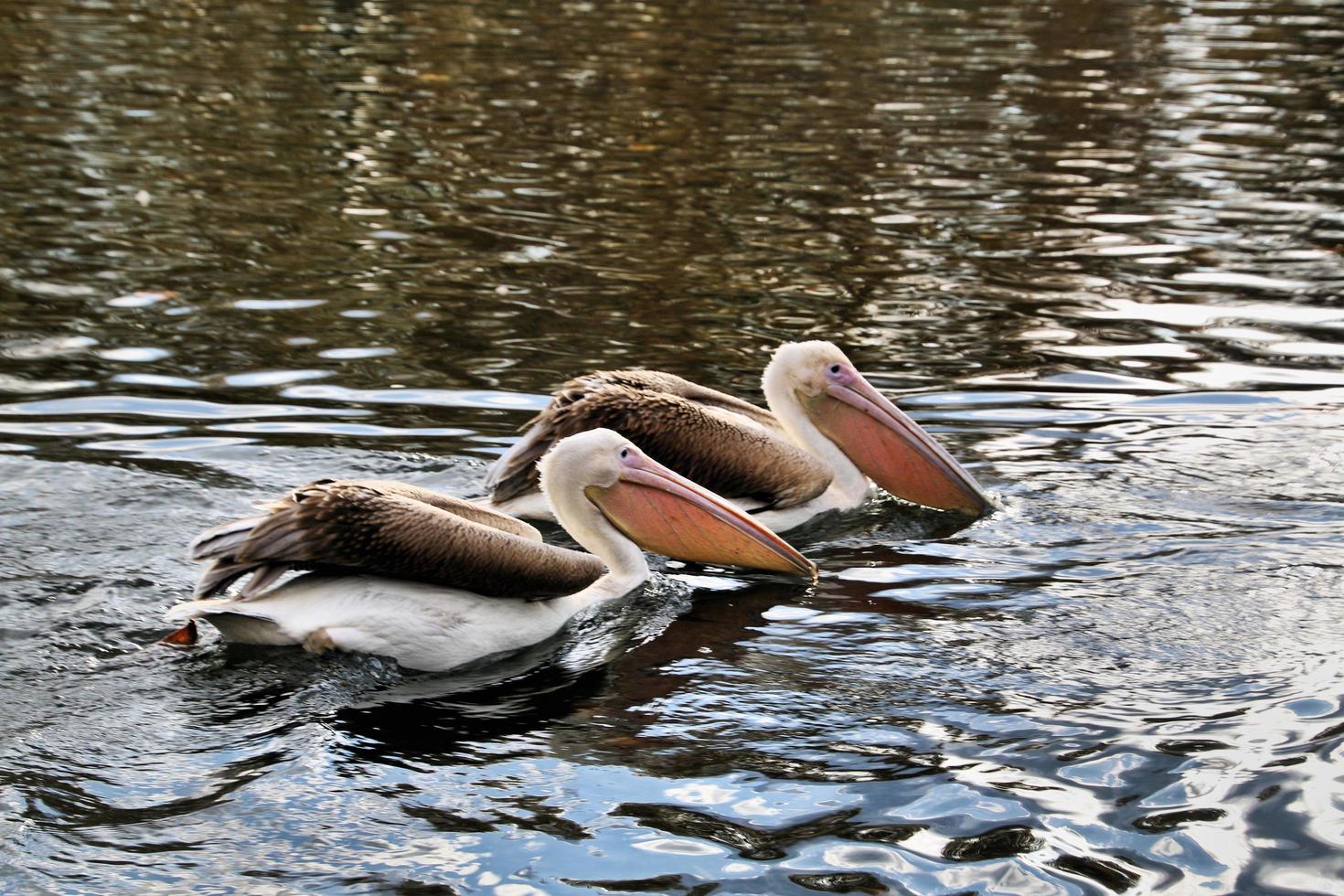 A close up of a Pelican in London photo