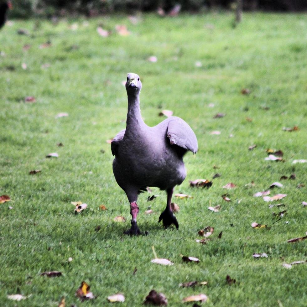 A view of a Cape Barren Goose photo