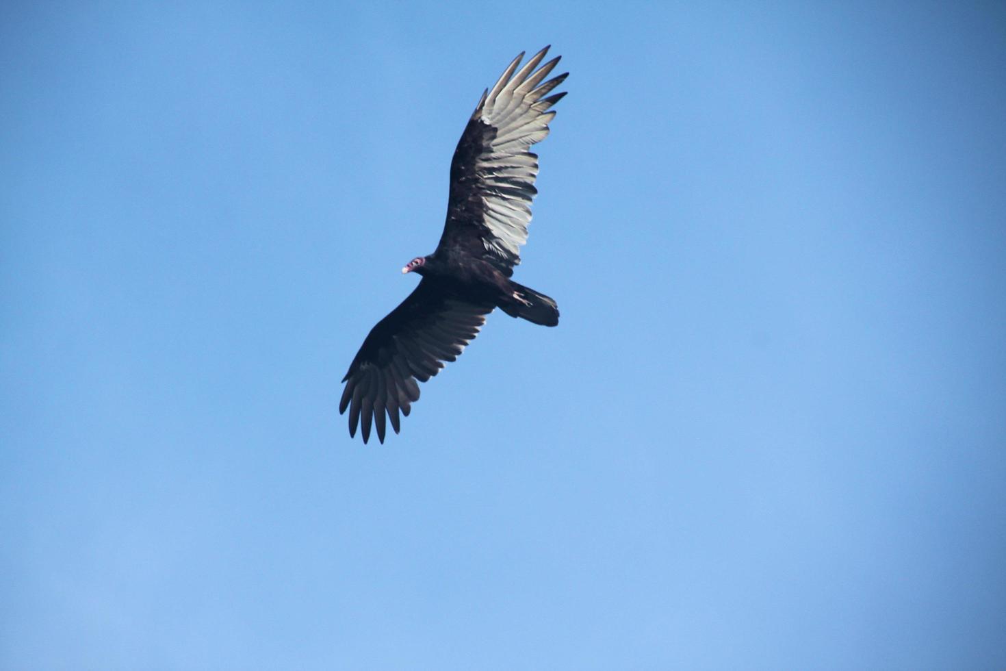 una vista de un buitre de pavo en el cielo foto