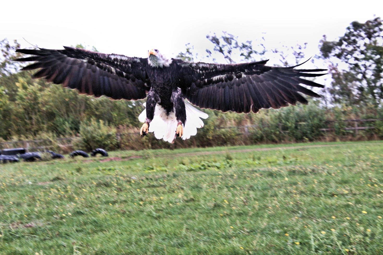 una vista de un águila calva foto