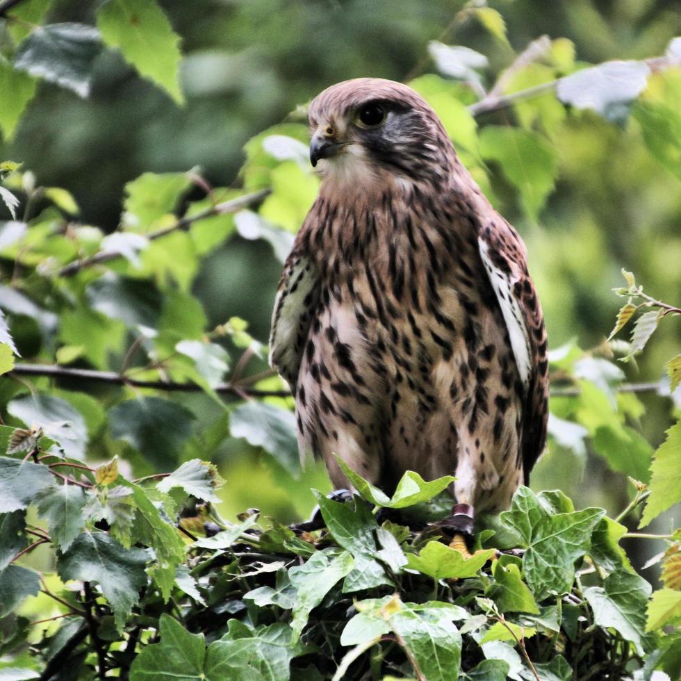 A view of a Kestrel photo