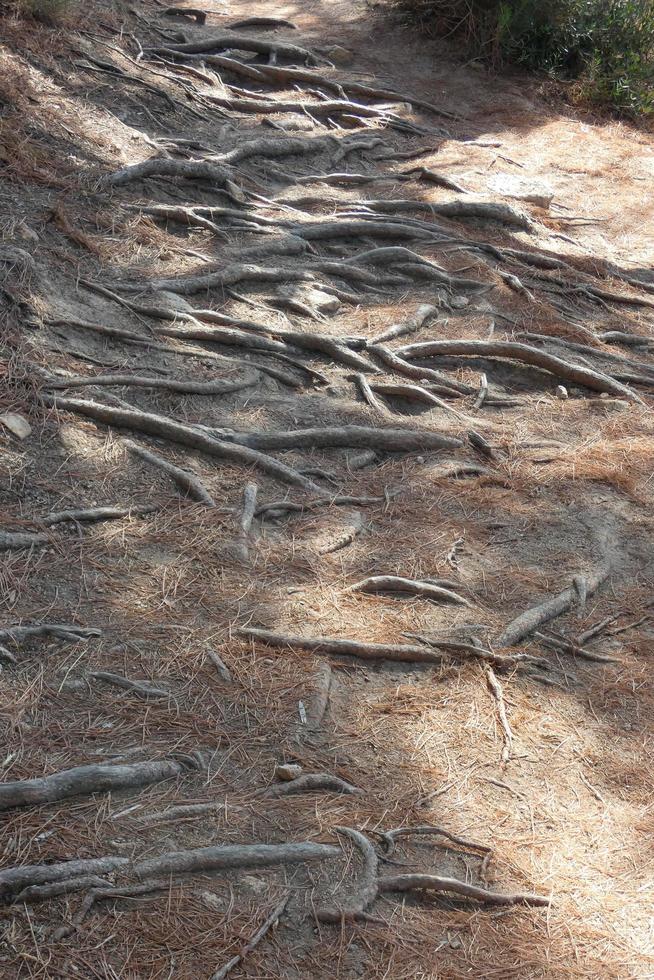 pine roots coming out of the soil looking for water and nutrients photo