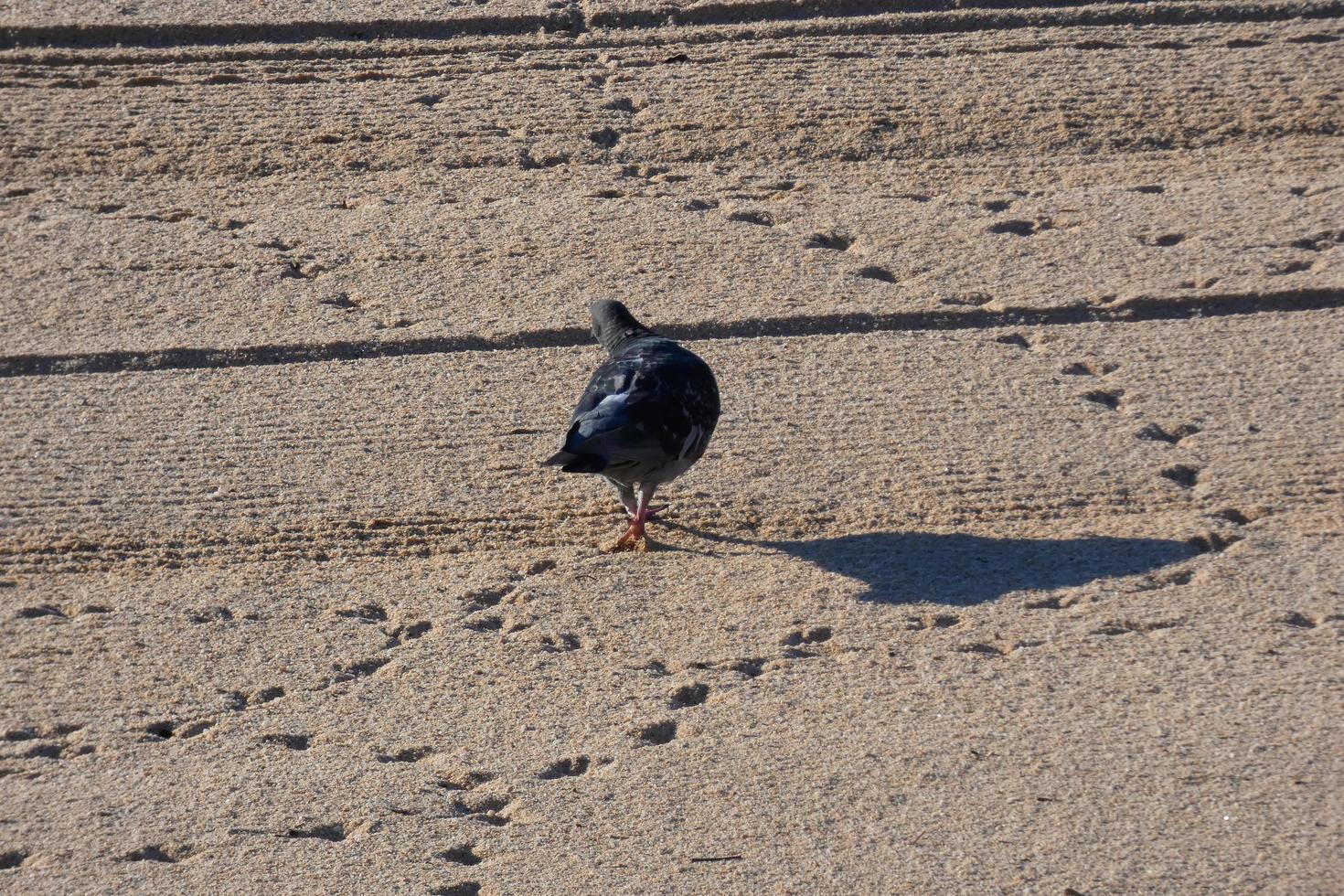 Common pigeons on the beach sand in the summer season photo