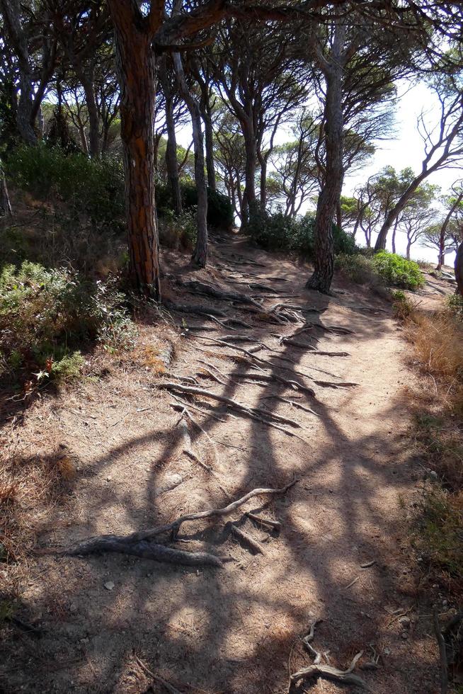 pine roots coming out of the soil looking for water and nutrients photo