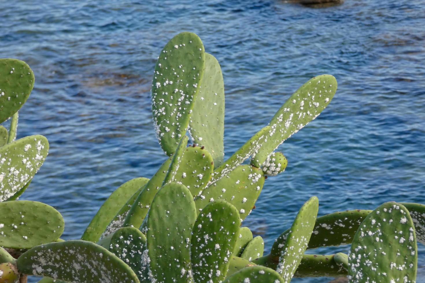 Prickly pear with prickly pears, a plant from southern Europe and North Africa. photo