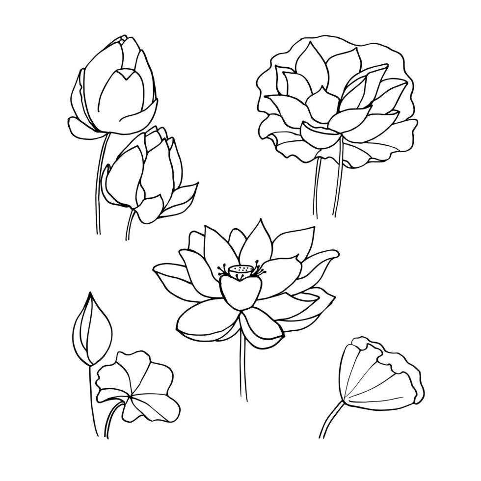 Lotus hand drawn vector set
