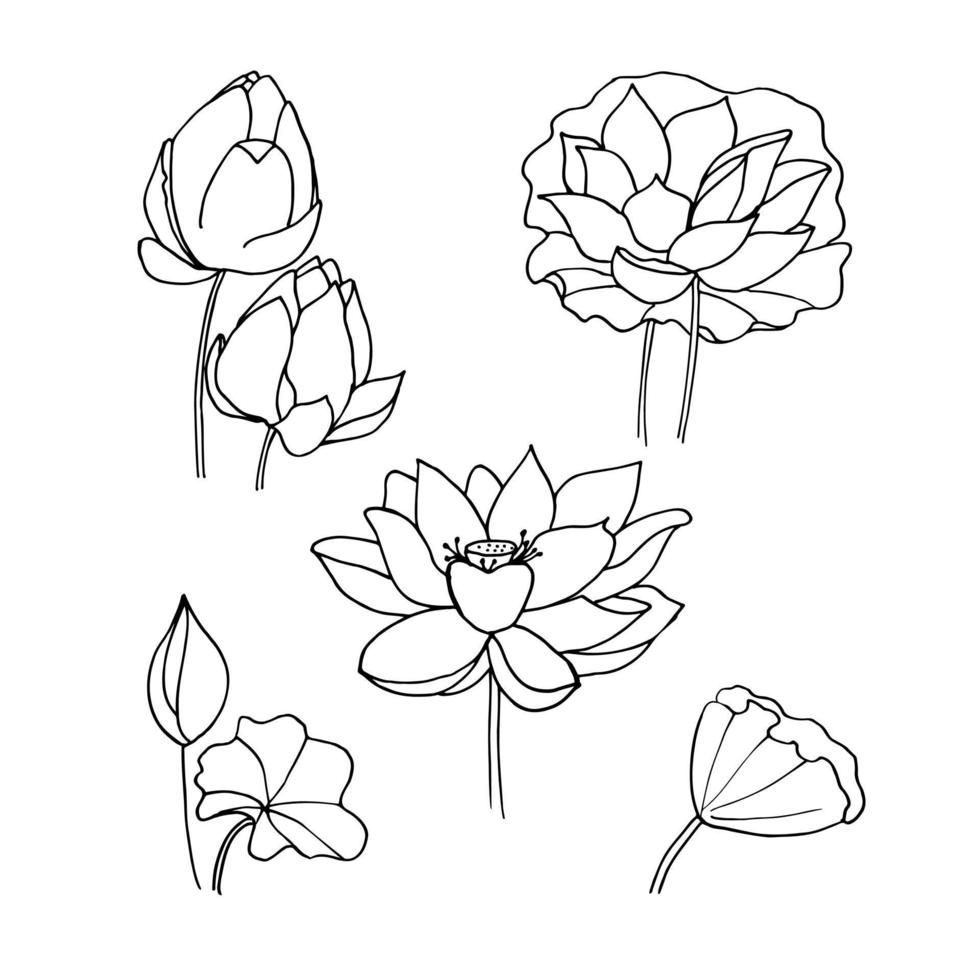 Lotus hand drawn vector set