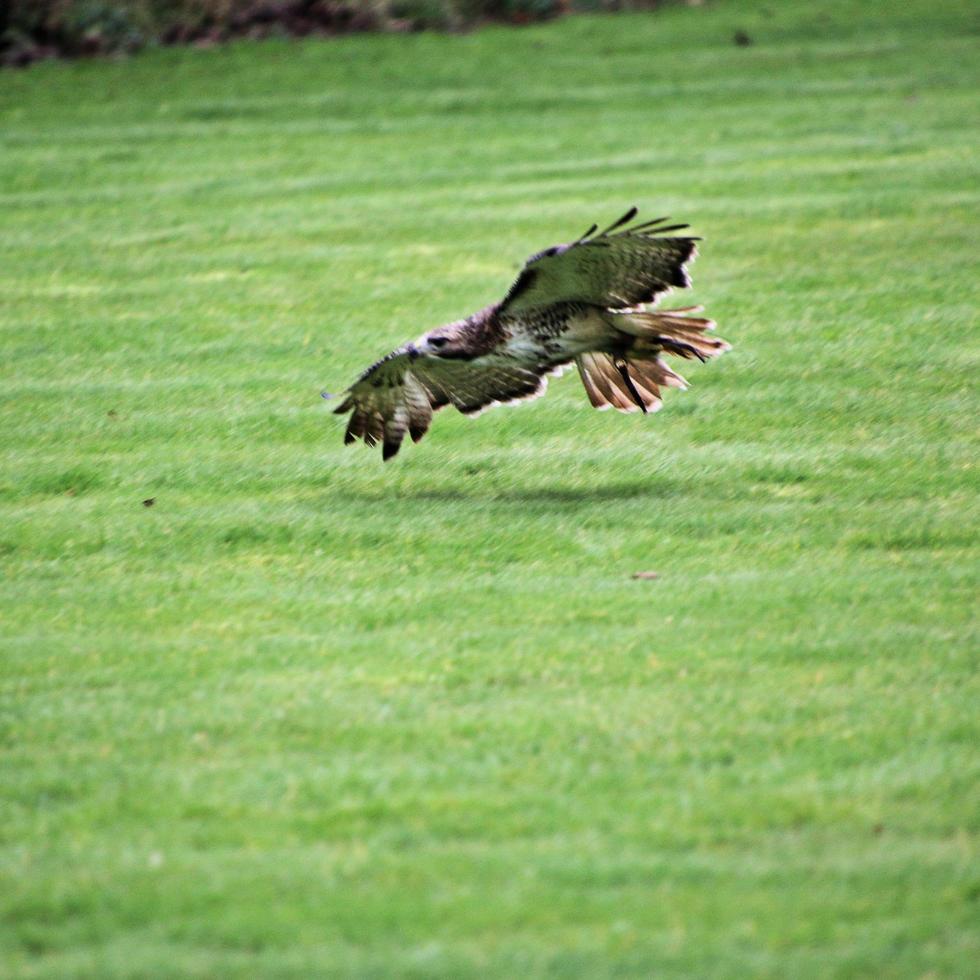 A view of an Eagle Owl photo