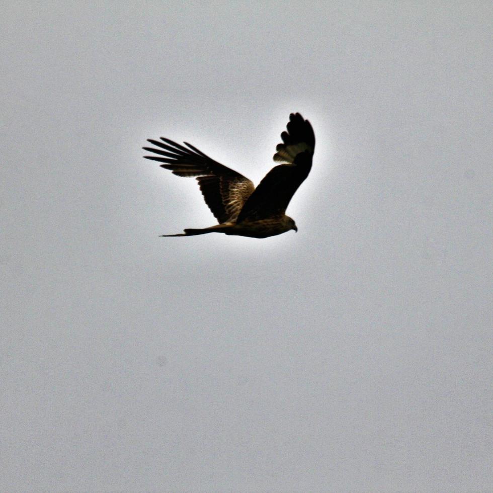 A view of a Red Kite in flight photo