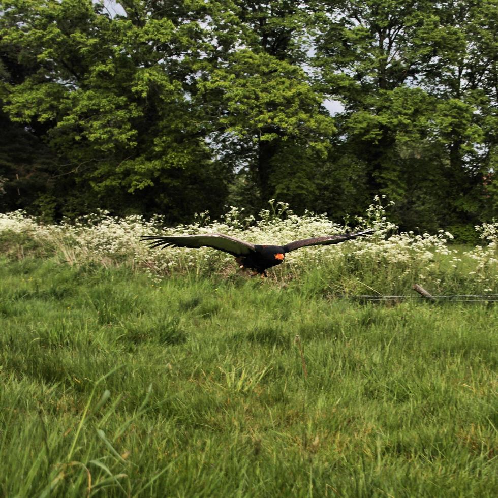 A view of a Bateleur Eagle photo