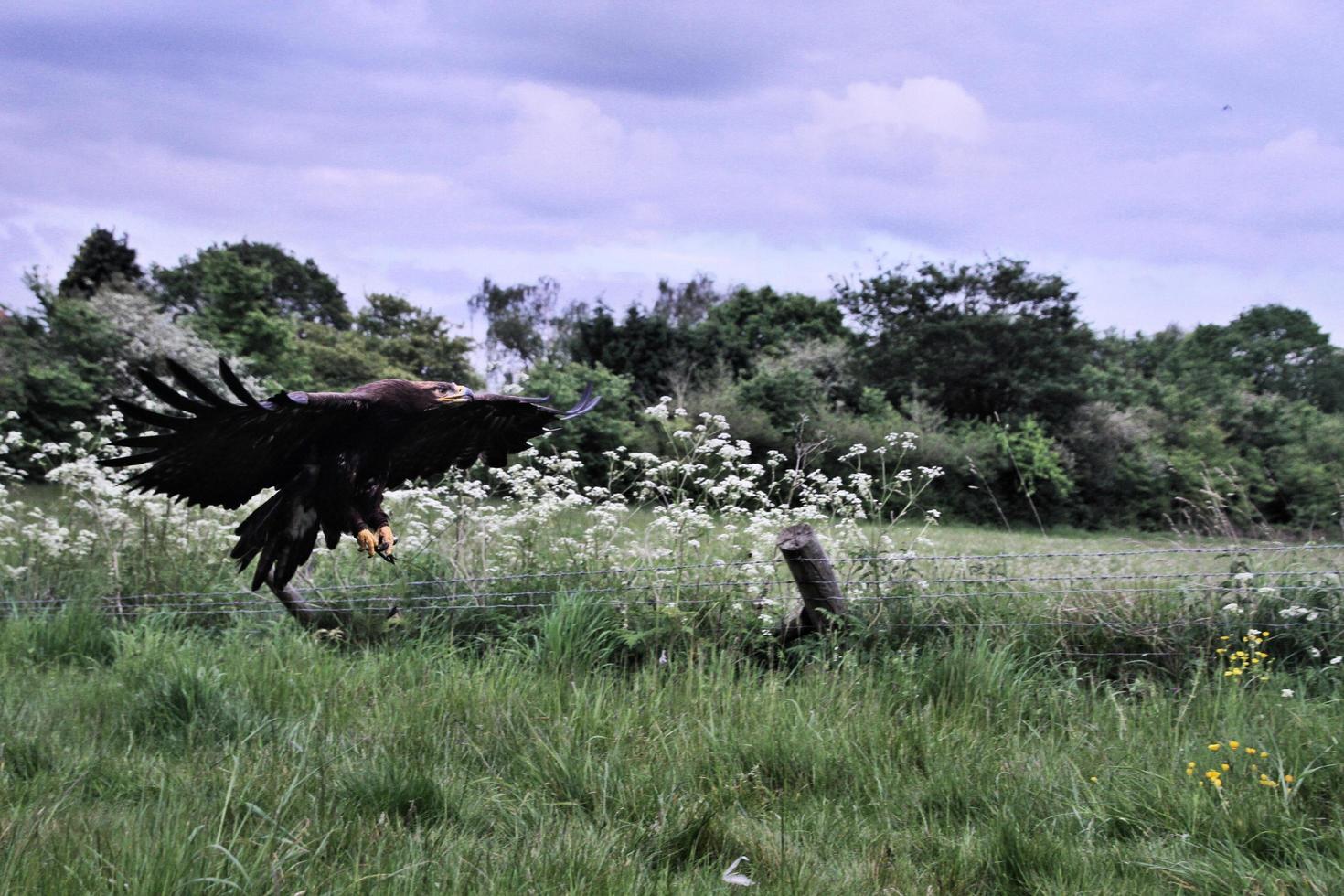 A view of a Steppe Eagle in flight photo