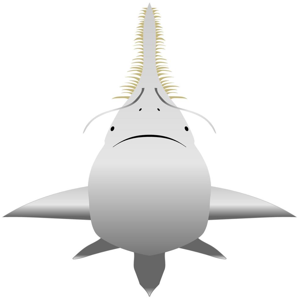 El pez sierra o tiburón carpintero es el pez más grande con una tribuna larga, angosta y aplanada, o extensión de la nariz, revestida con dientes transversales afilados, que se asemejan a una sierra. ilustración vectorial aislado en blanco. vector