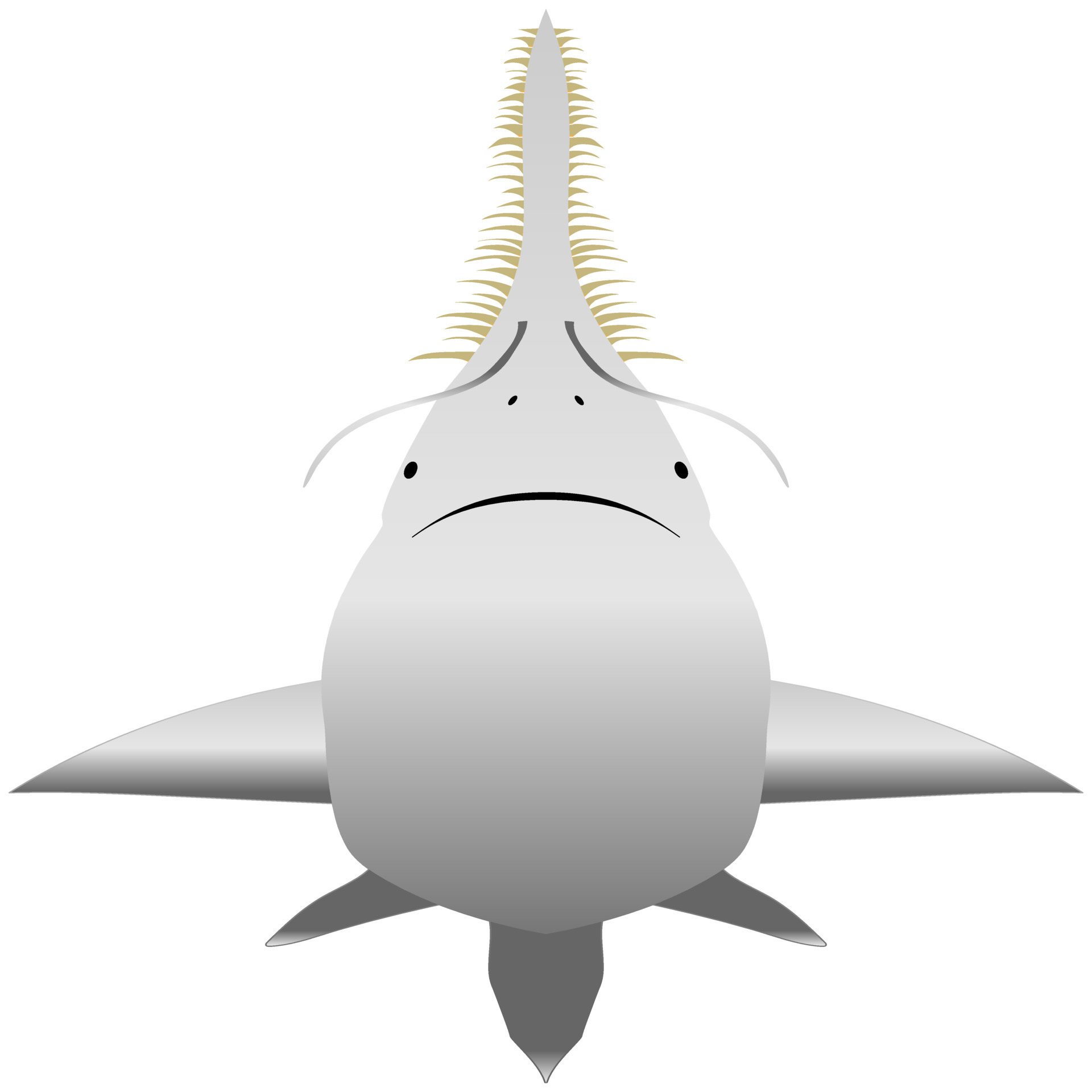 Sawfish or carpenter shark is largest fish with long, narrow