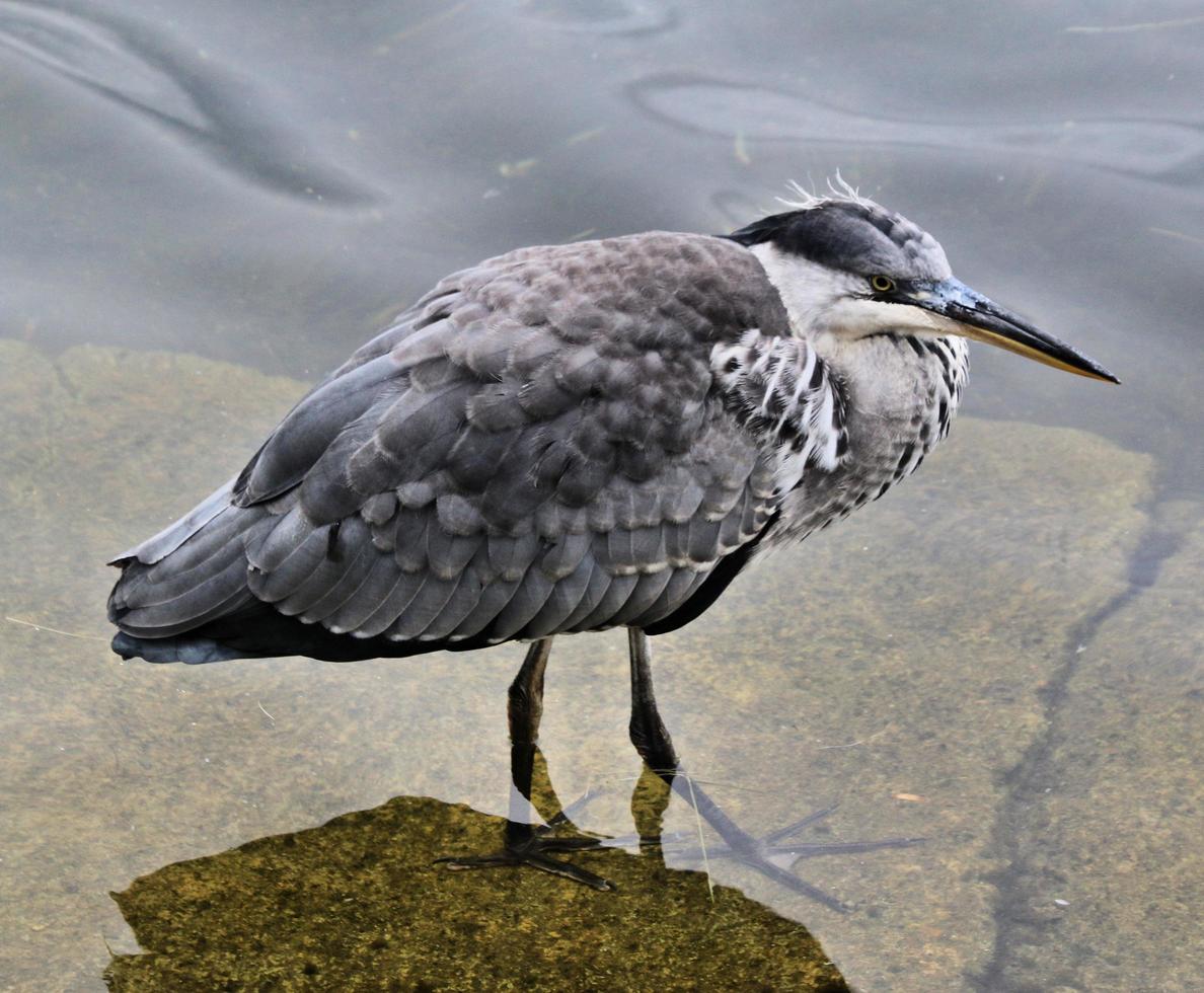 A close up of a Grey Heron photo