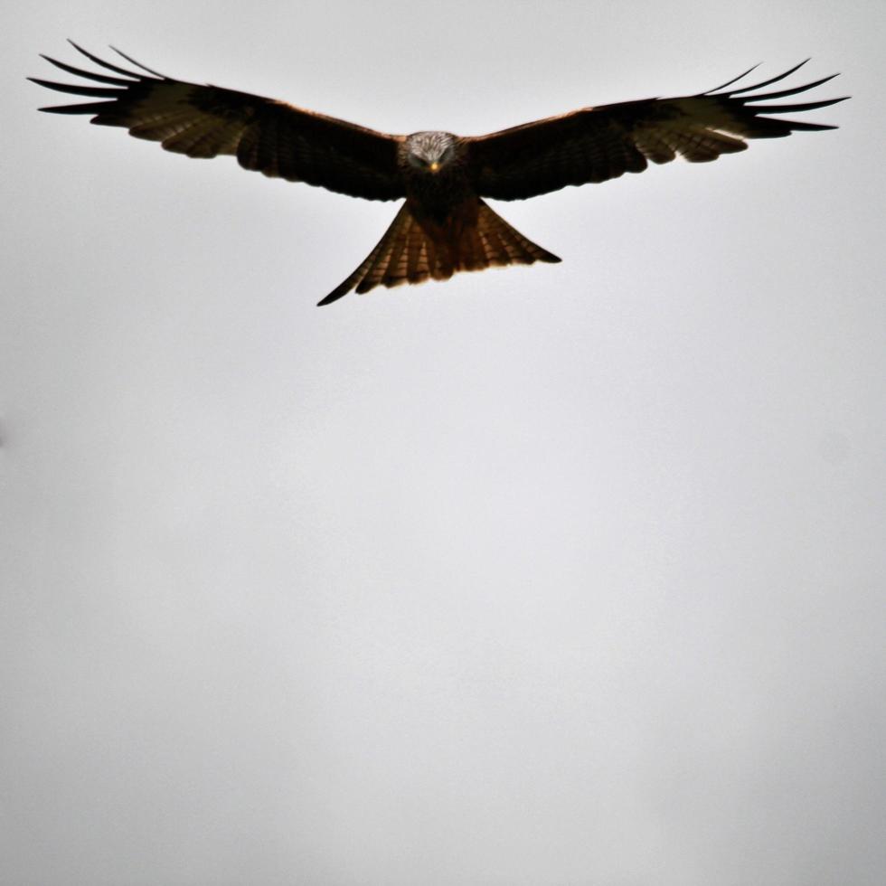 A view of a Red Kite in flight photo
