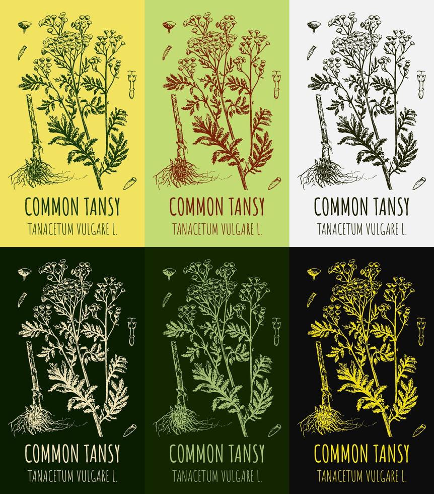 Set of vector drawings of COMMON TANSY in different colors. Hand drawn illustration. Latin name TANACETUM VULGARE L.