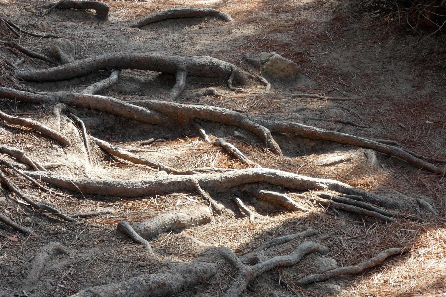 raíces de pino que salen del suelo en busca de agua y nutrientes foto