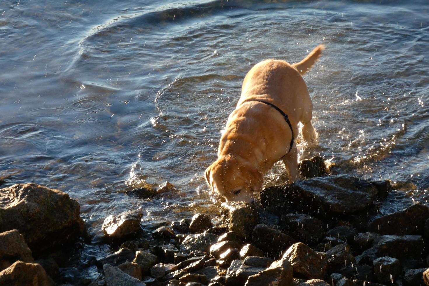 perro jugando y bañándose en el mar en las primeras horas de la mañana. foto