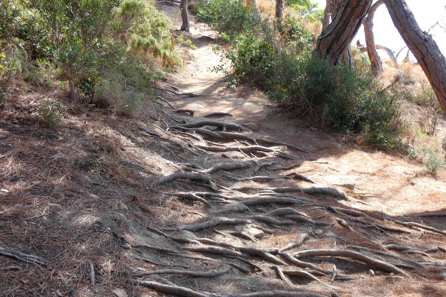 pine roots coming out of the soil looking for water and nutrients photo