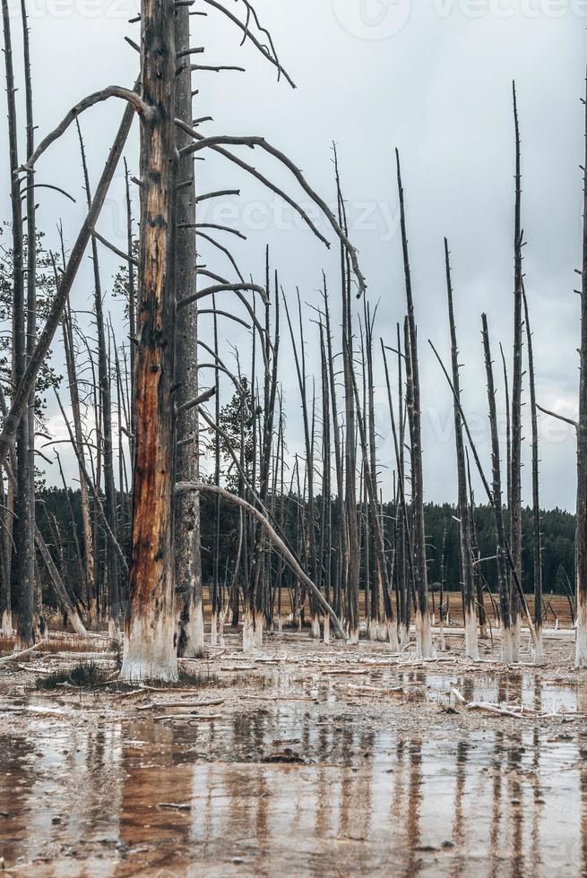 árboles muertos en agua turbia en medio del paisaje geotérmico en el parque de piedra amarilla foto