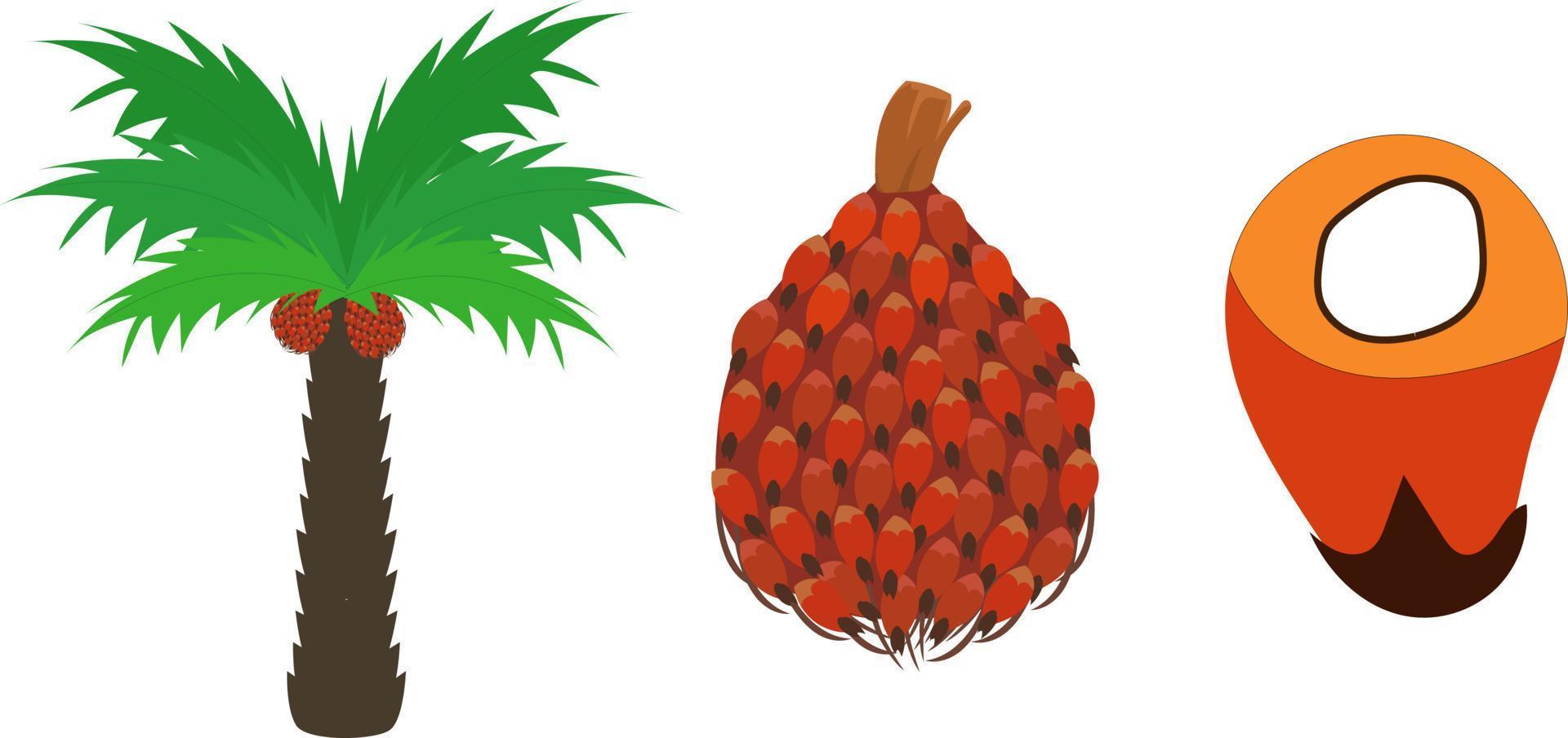 palm coconut for oil vector graphic illustration, commodity and industry from kalimantan, palm farmer