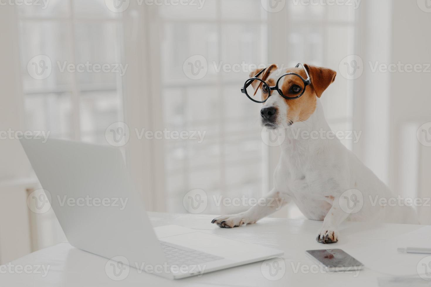 Photo of busy pedigree dog wears big round spectacles, busy working at laptop computer, sits in front of screen, surrounded with modern gadgets, poses in coworking space. Animals, technology