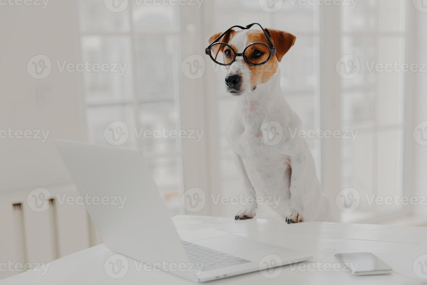 Horizontal shot of jack russell terrier dog leans paws on white table, wears funny transparent glasses, works on laptop computer instead of owner, poses in white cabinet or office. Working time photo