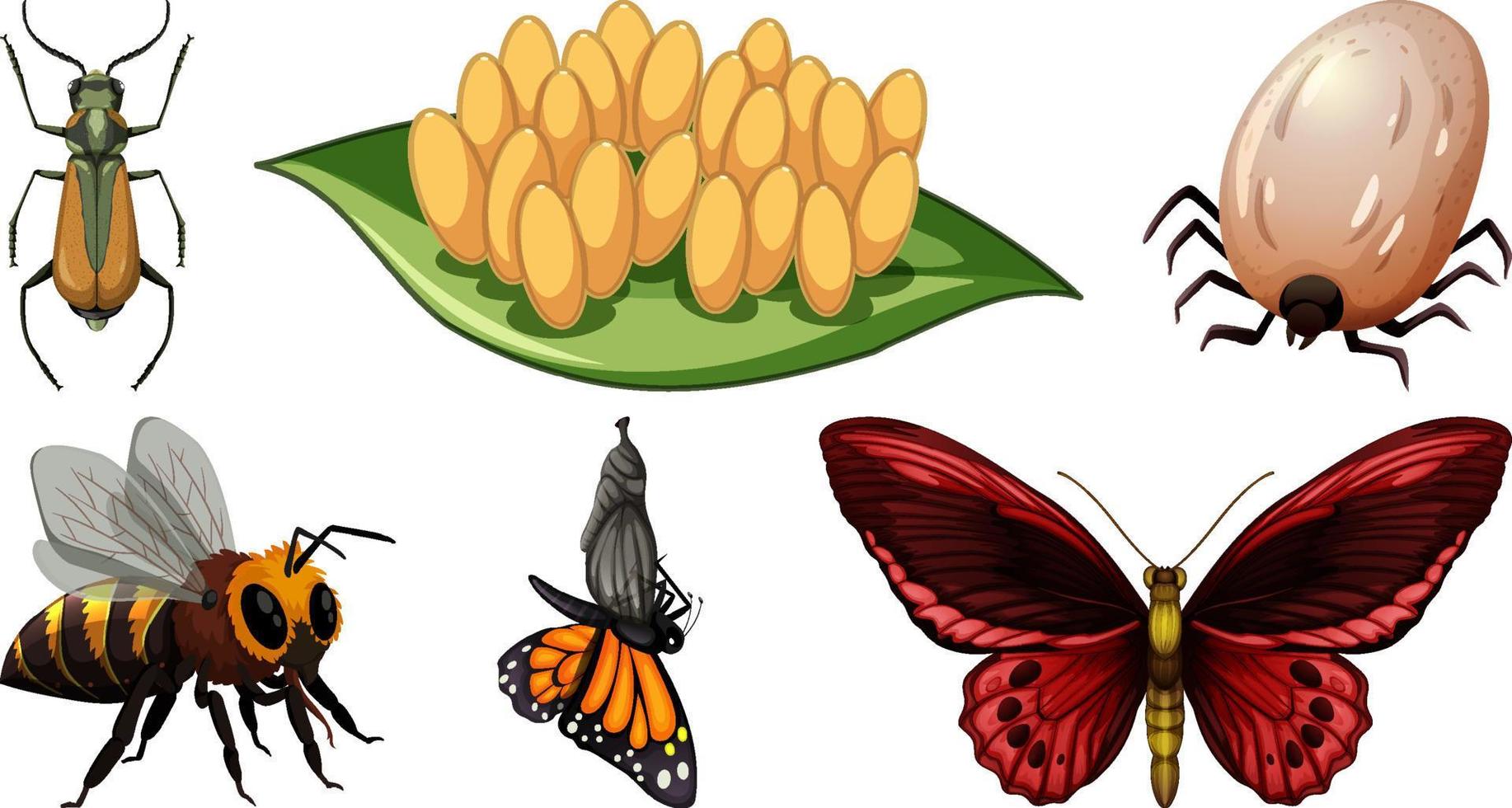 Collection of different insects vector