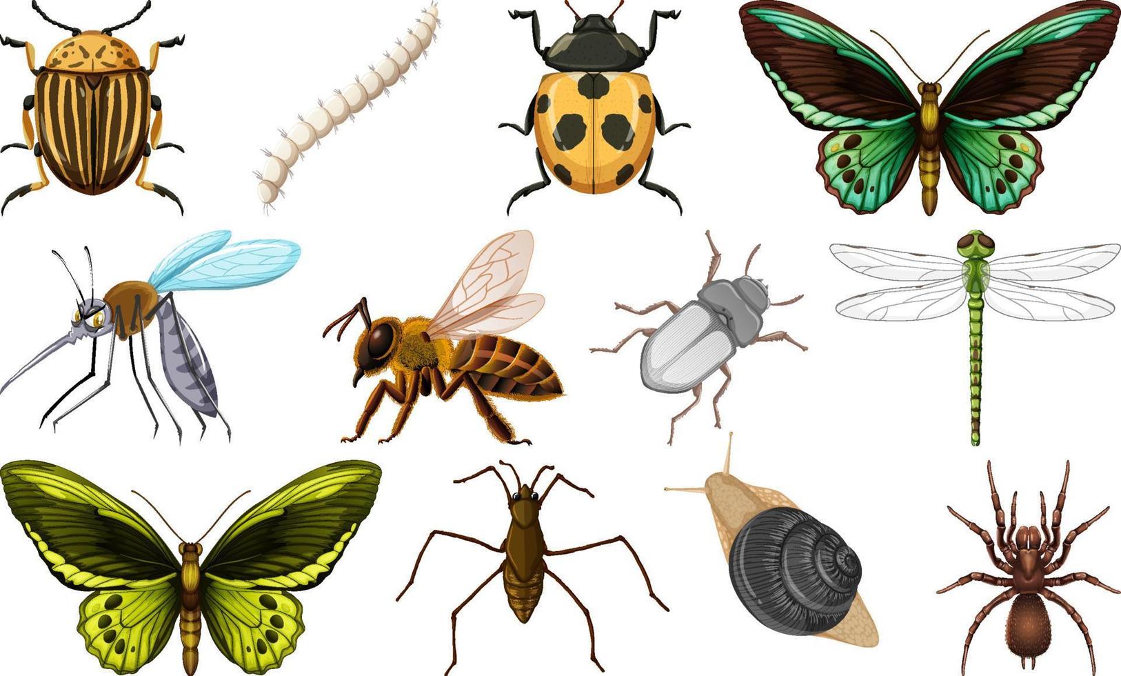 colección de diferentes tipos de insectos vector