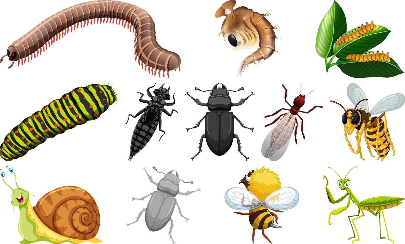 colección de diferentes tipos de insectos vector