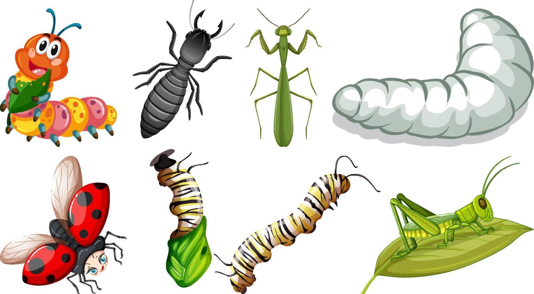 Collection of different insects vector