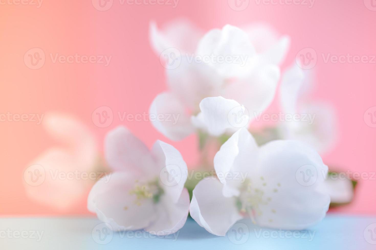 Apple blossoms over blurred color background photo