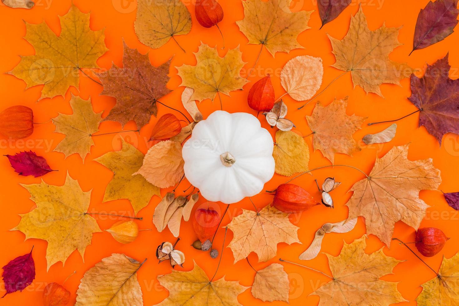 Autumn flat lay composition with white pumpkin photo