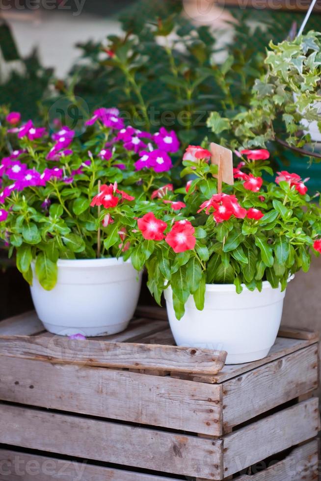 Bright flowers in white pots on a wooden box photo