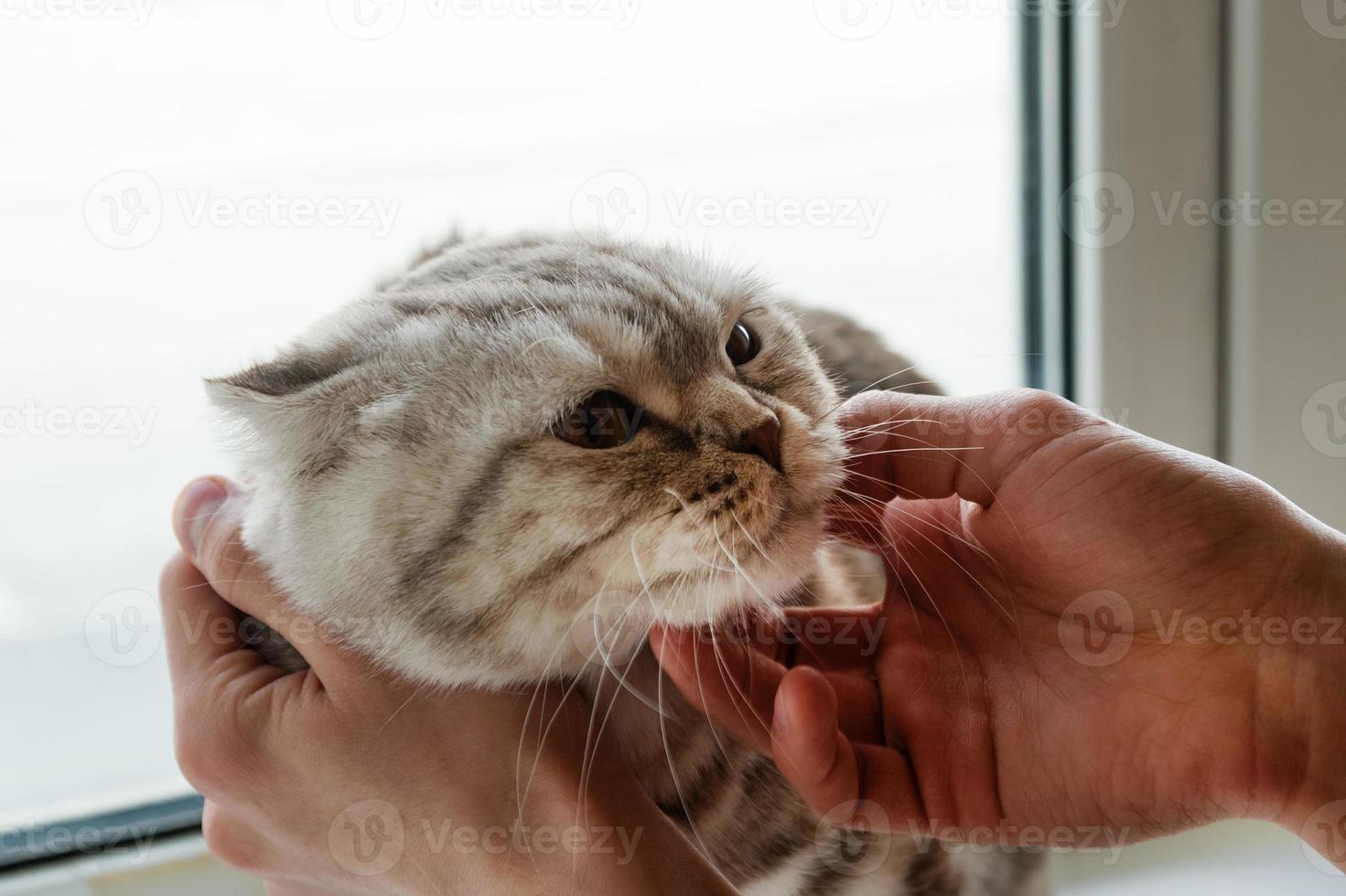 Hand of owner stroking gray tabby Scottish fold cat. photo