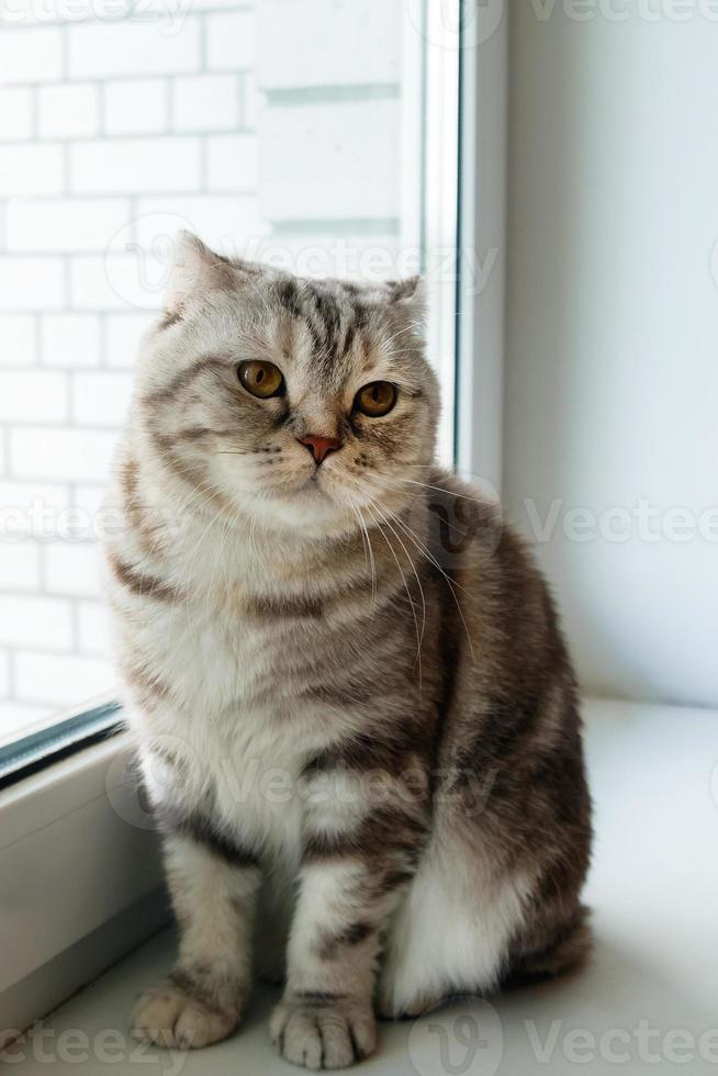 Adorable fluffy gray tabby Scottish fold cat with yellow eyes is sitting near to the window. photo