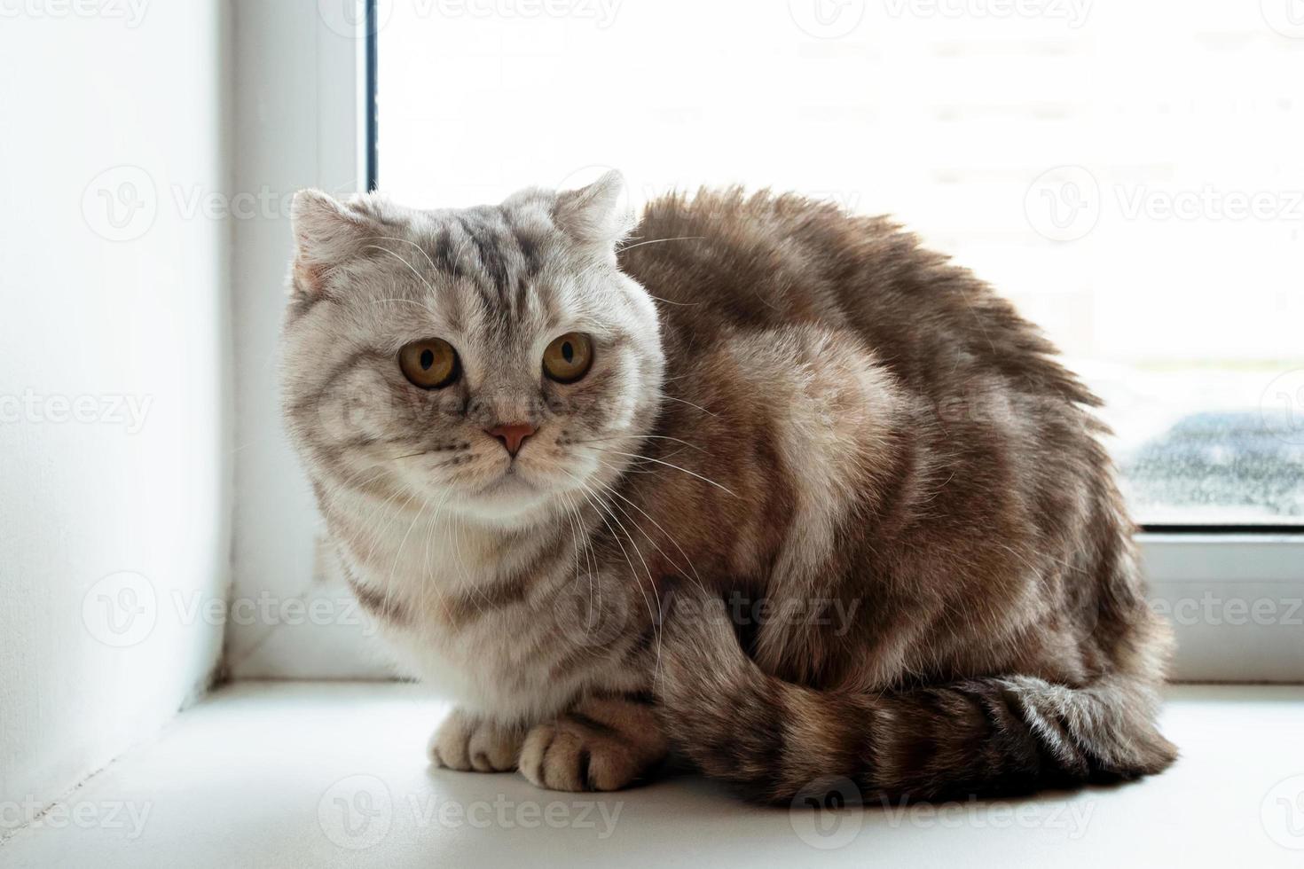 Beautiful fluffy gray tabby Scottish fold cat with yellow eyes is sitting near to the window. photo
