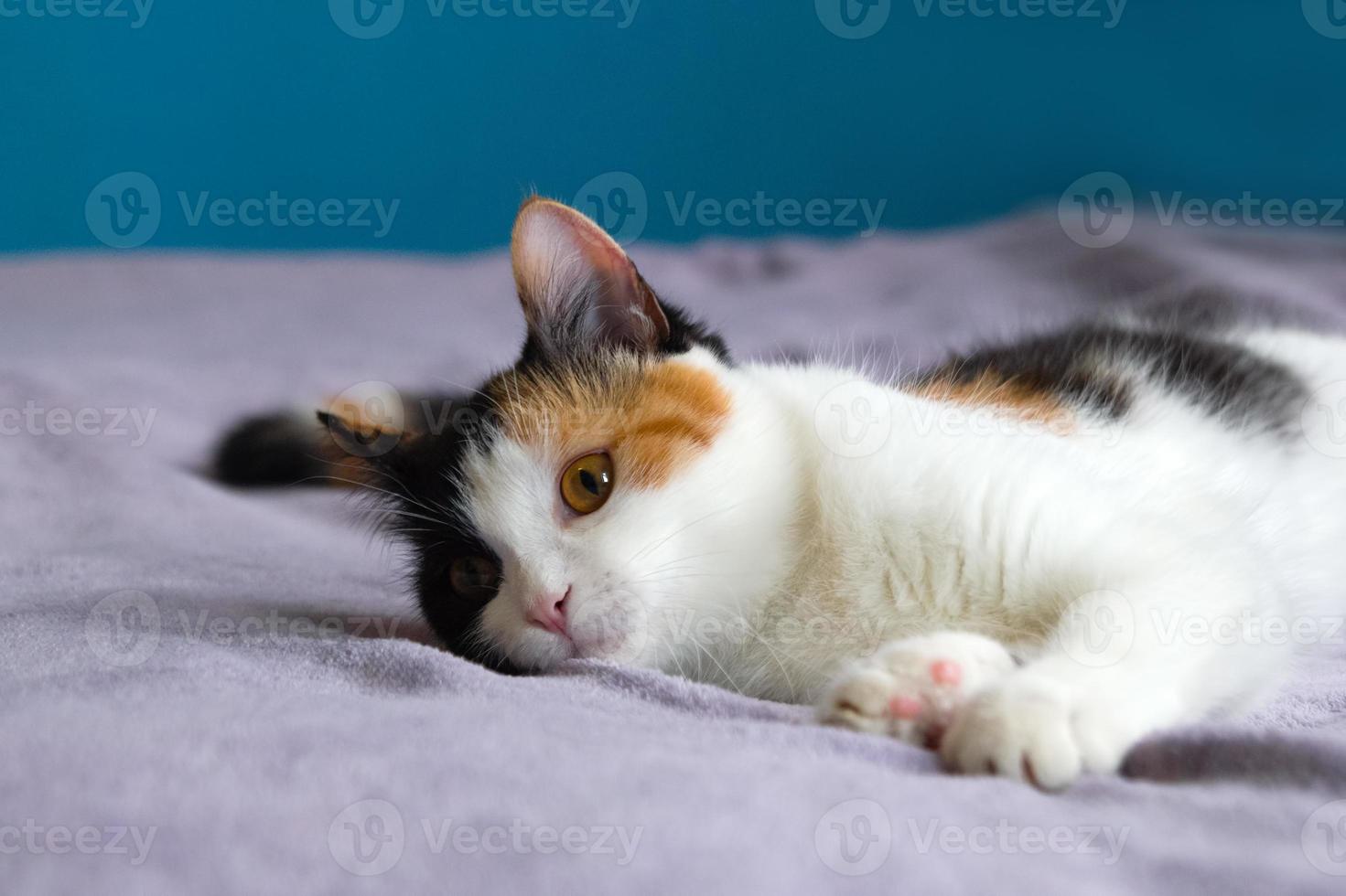 Cute tired tortoiseshell cat is resting on the purple blanket. photo