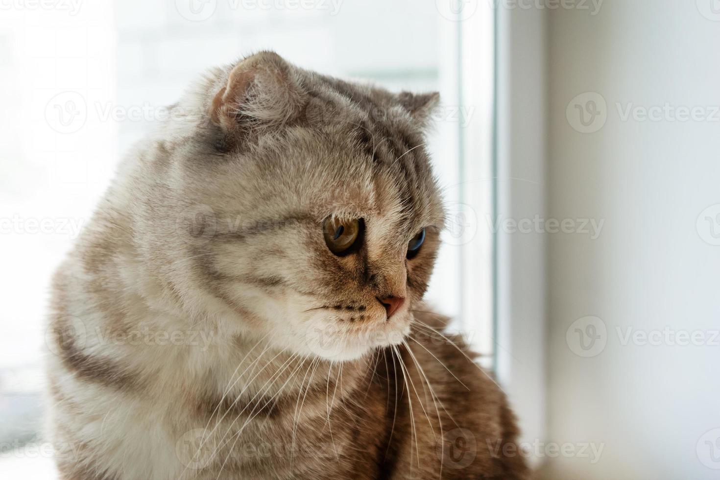 Portrait of beautiful fluffy gray tabby Scottish fold cat near to the window. photo