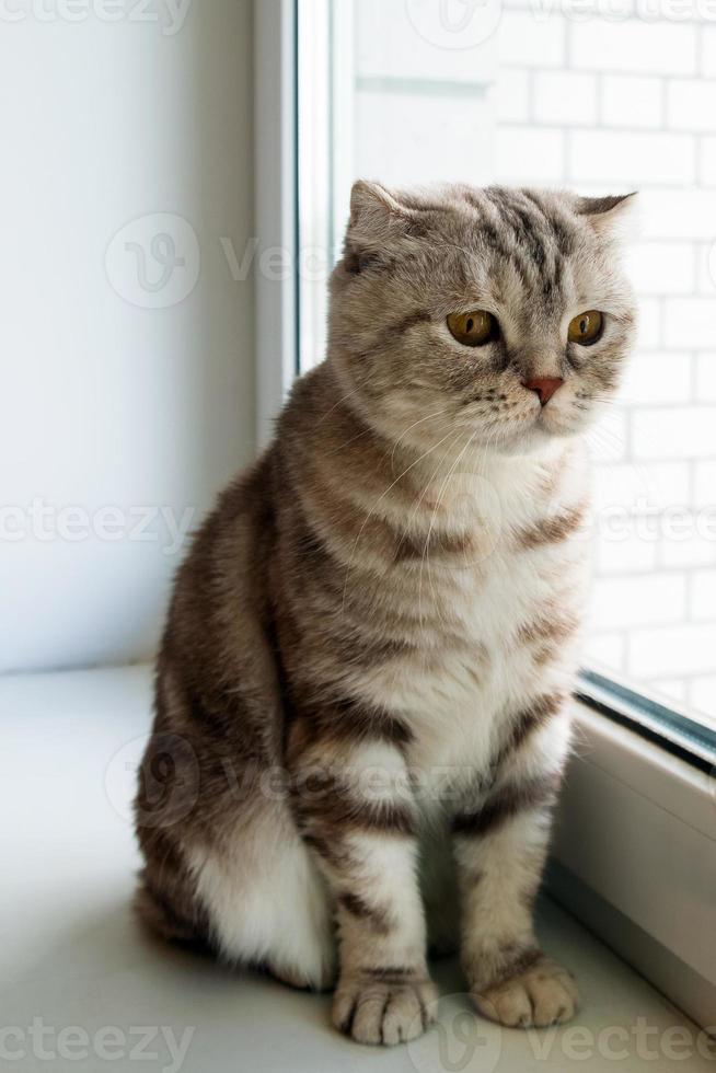 Adorable fluffy gray tabby Scottish fold cat with yellow eyes is looking into the window. photo