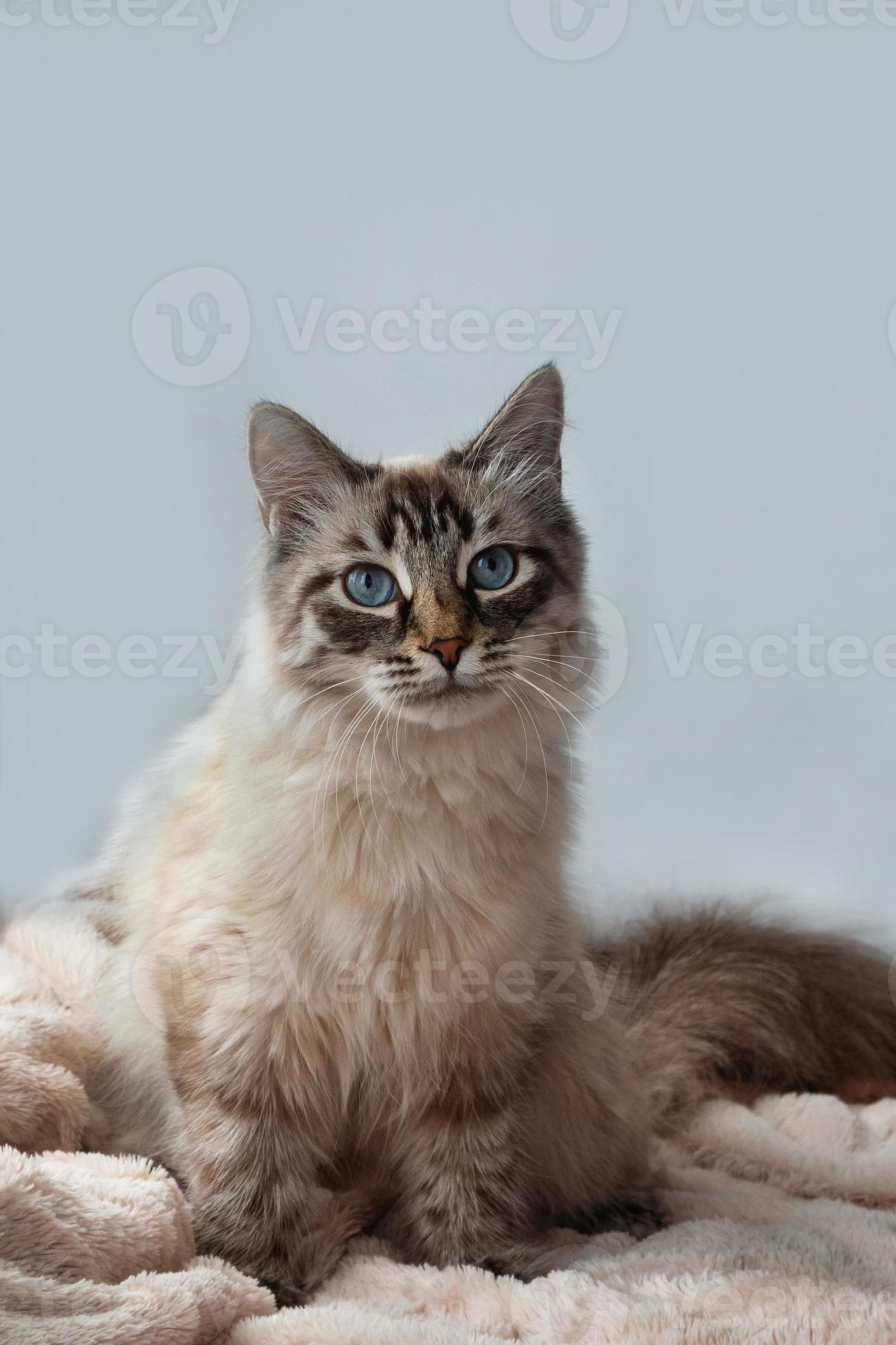 Furry Kitten Of Seal Lynx Point Color With Blue Eyes On A Pink Blanket And  Gray Background, Front View. 12824426 Stock Photo At Vecteezy